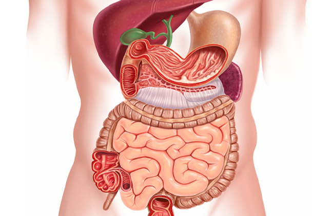 Gastro